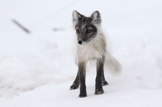 Russian Arctic National Park expedition
