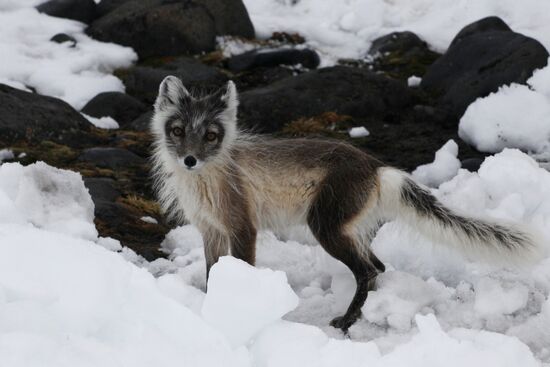 Russian Arctic National Park expedition