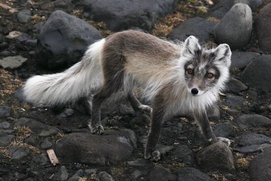 Russian Arctic National Park expedition