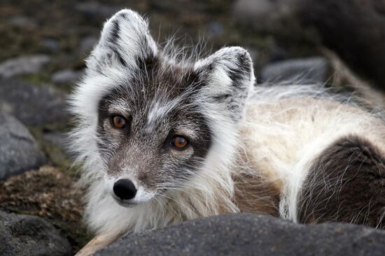 Russian Arctic National Park expedition
