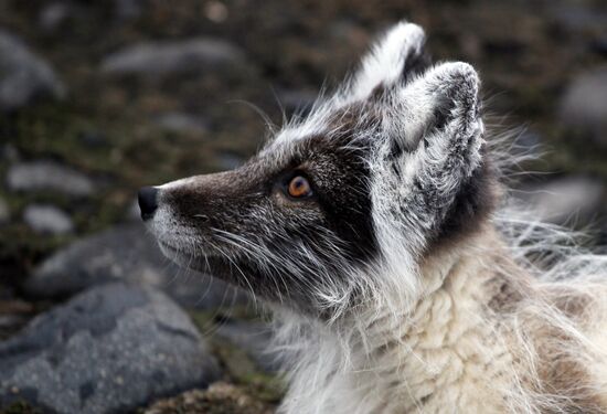 Russian Arctic National Park expedition