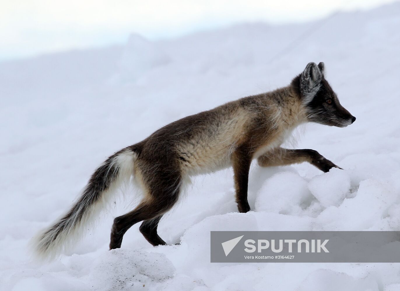Russian Arctic National Park expedition