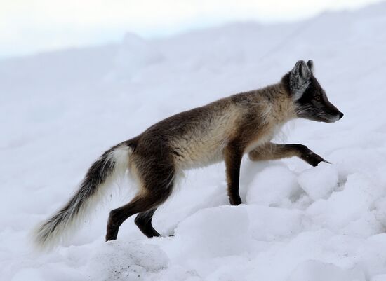 Russian Arctic National Park expedition