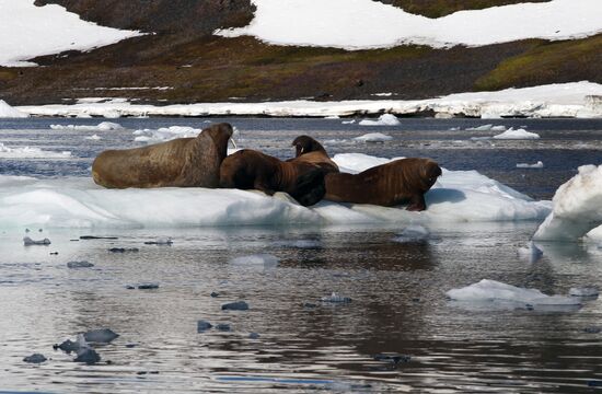 Russian Arctic National Park expedition