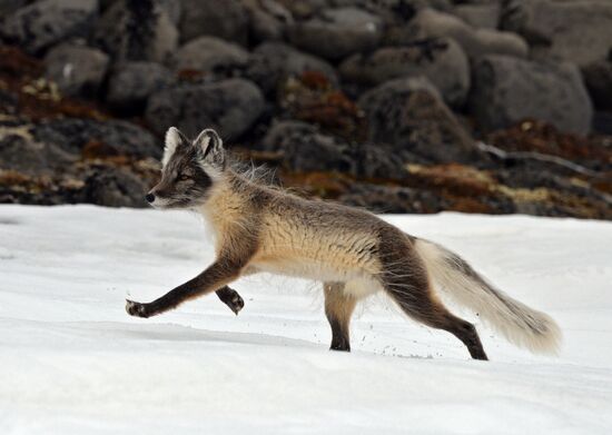Russian Arctic National Park expedition