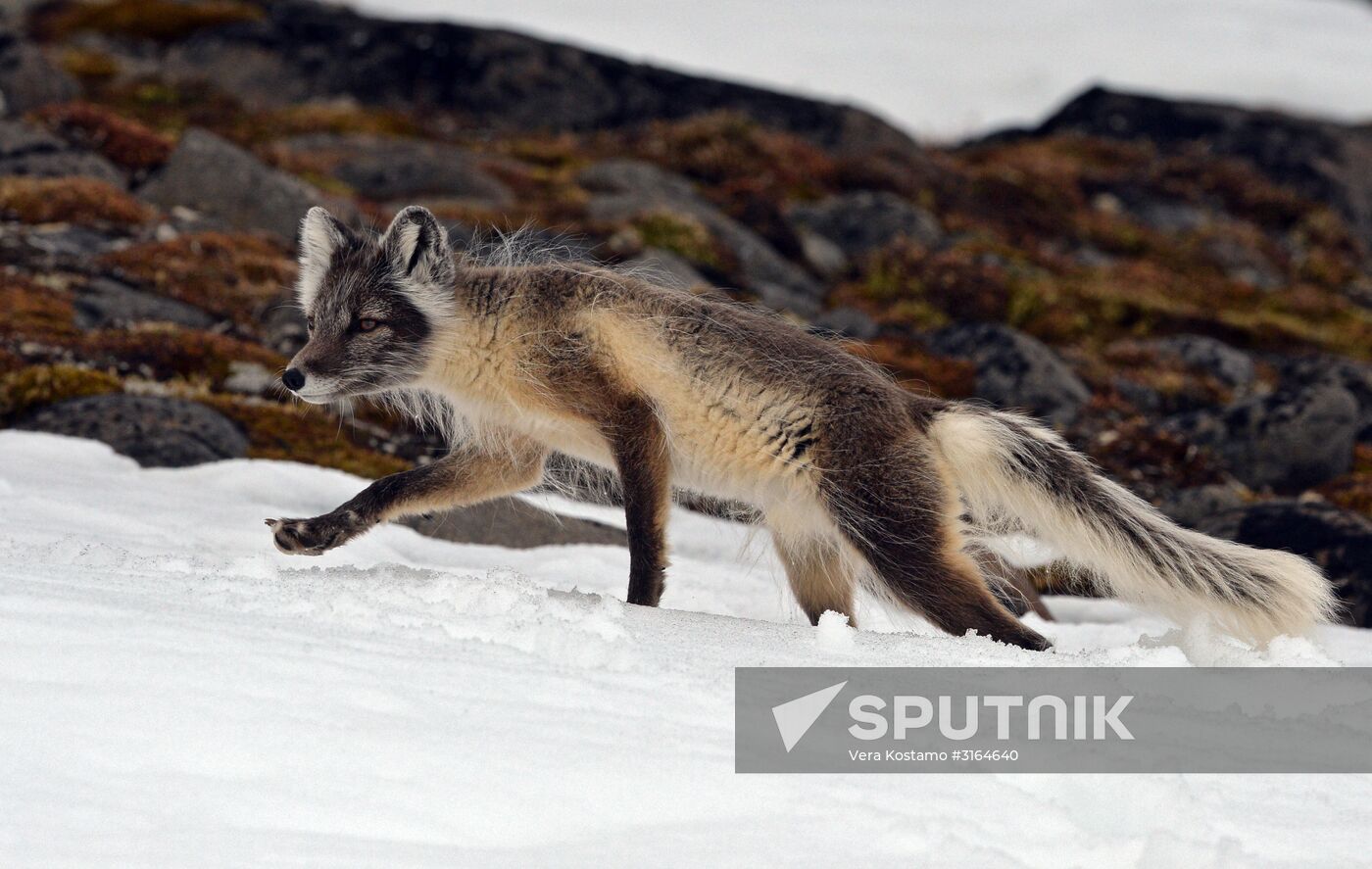 Russian Arctic National Park expedition