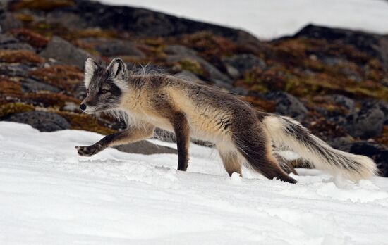 Russian Arctic National Park expedition
