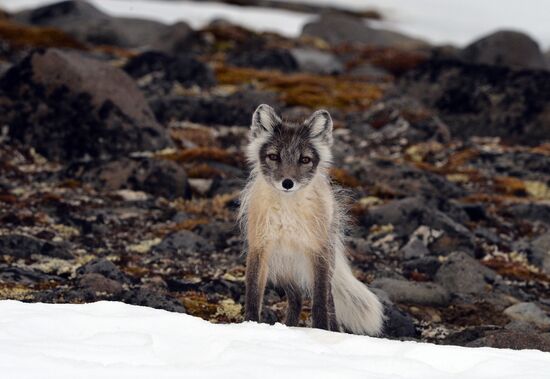 Russian Arctic National Park expedition