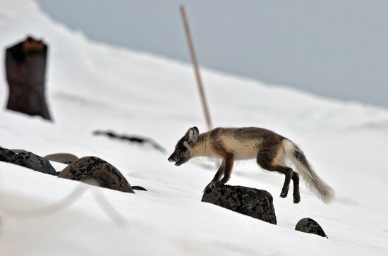 Russian Arctic National Park expedition