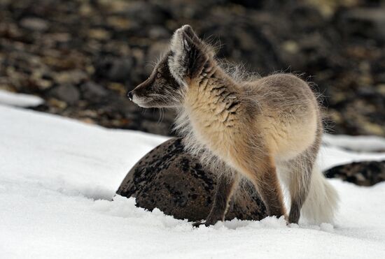 Russian Arctic National Park expedition