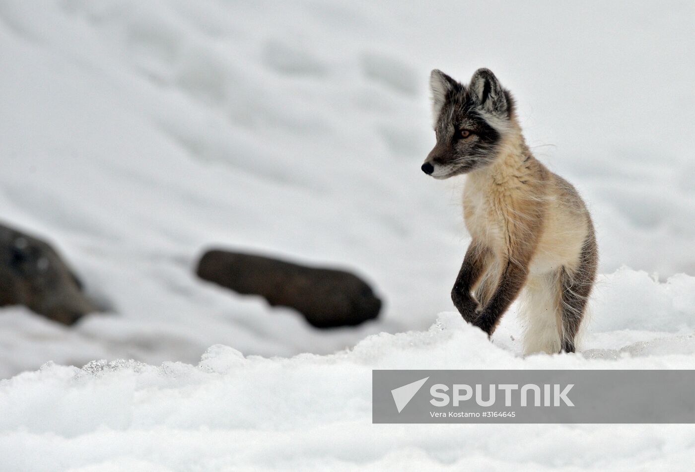 Russian Arctic National Park expedition