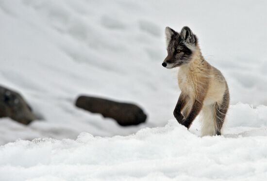 Russian Arctic National Park expedition