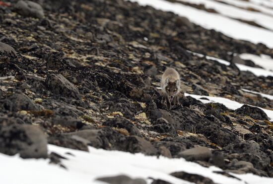 Russian Arctic National Park expedition