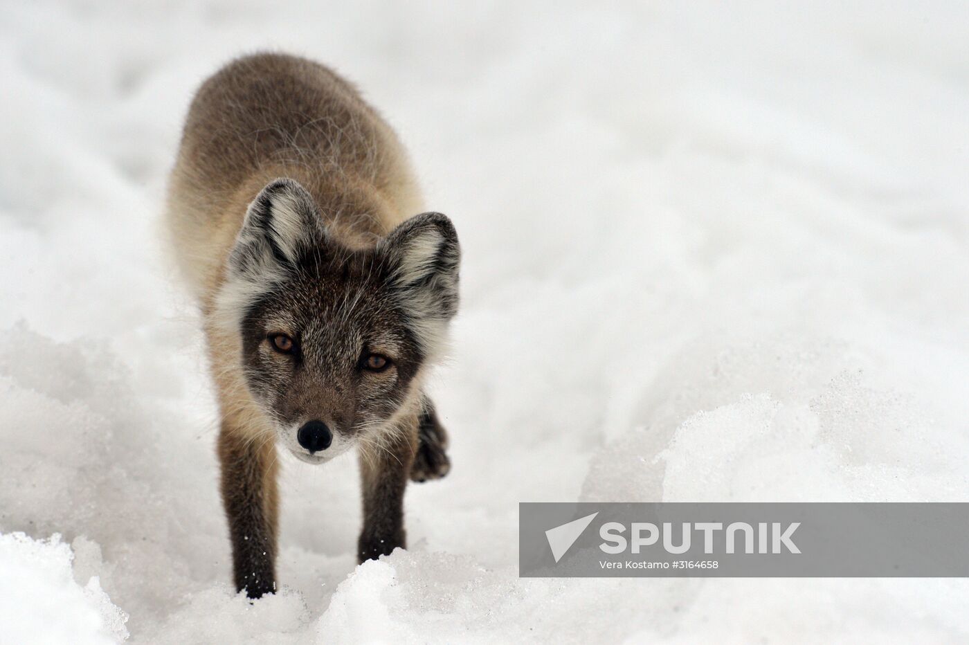 Russian Arctic National Park expedition
