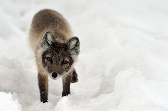 Russian Arctic National Park expedition