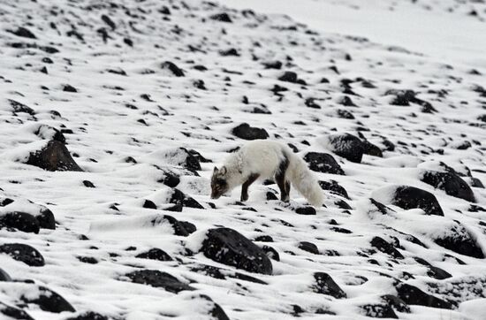 Russian Arctic National Park expedition