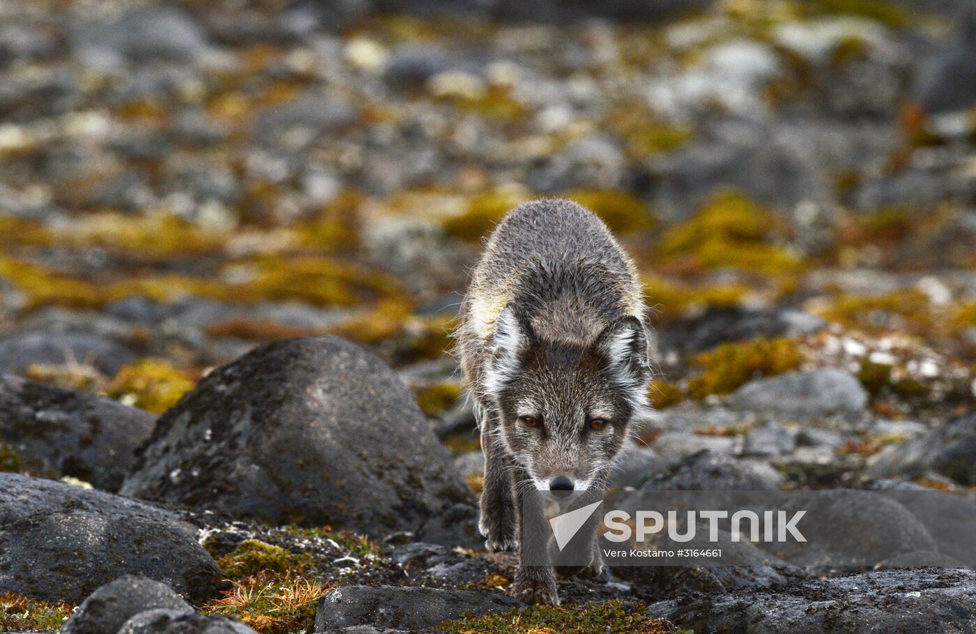 Russian Arctic National Park expedition