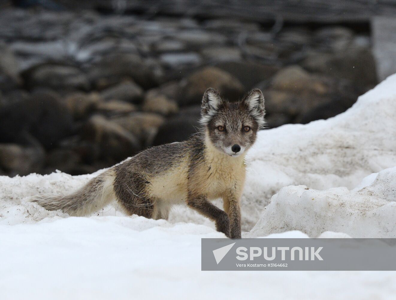 Russian Arctic National Park expedition