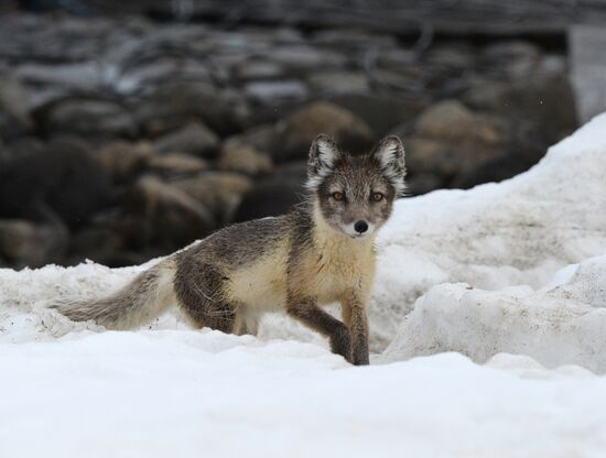 Russian Arctic National Park expedition
