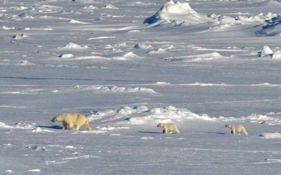 Russian Arctic National Park expedition