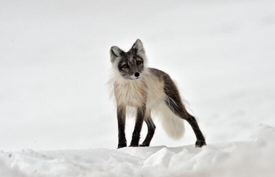 Russian Arctic National Park expedition
