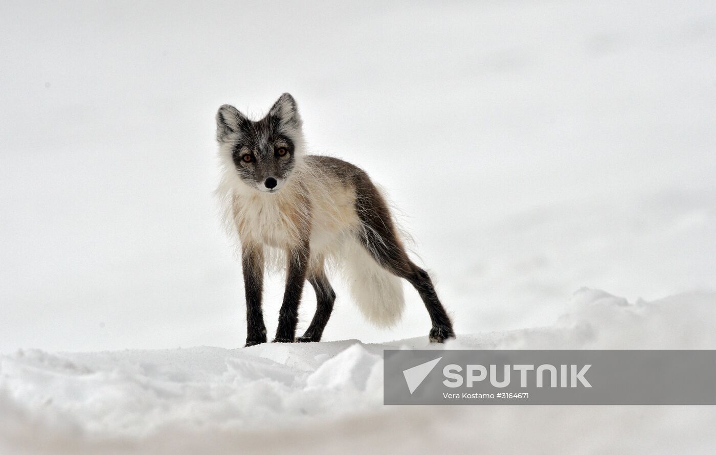 Russian Arctic National Park expedition