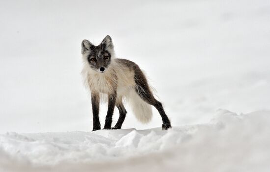 Russian Arctic National Park expedition
