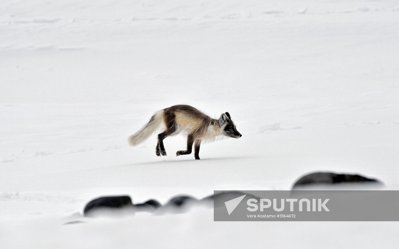 Russian Arctic National Park expedition