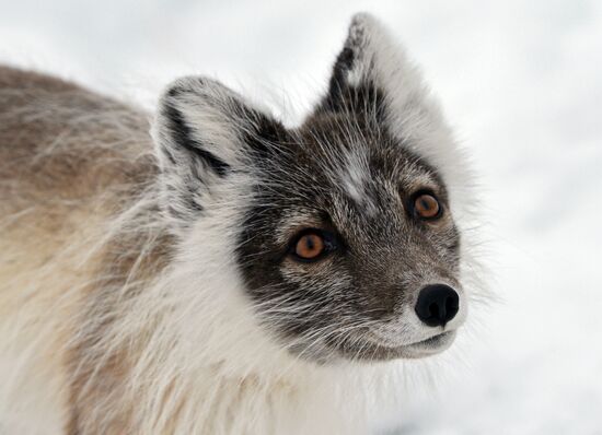 Expedition by Russian Arctic National Park