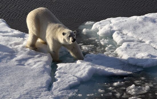 Russian Arctic National Park expedition