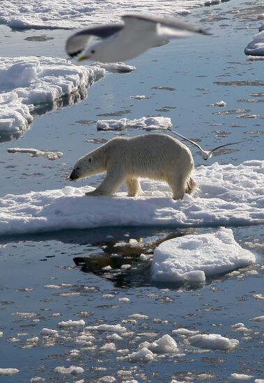 Russian Arctic National Park expedition