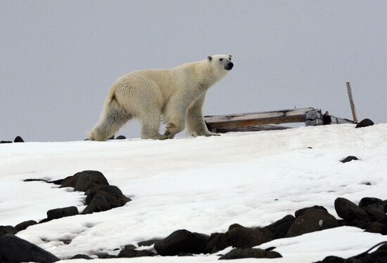 Russian Arctic National Park expedition