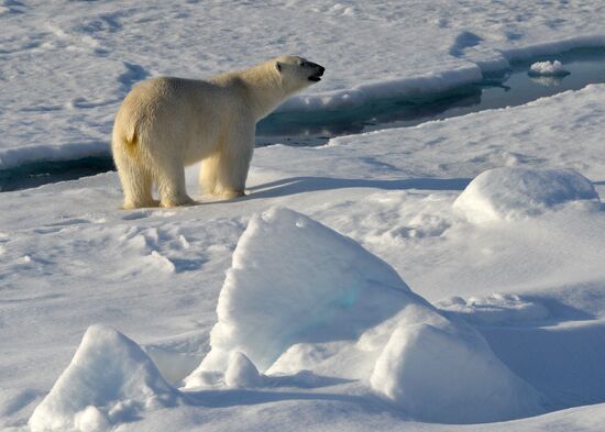 Russian Arctic National Park expedition