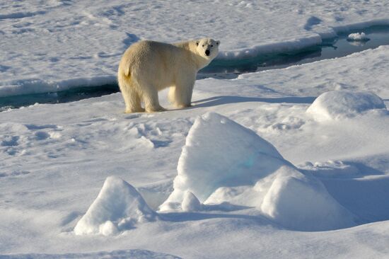 Russian Arctic National Park expedition