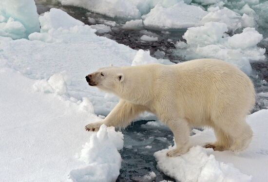 Russian Arctic National Park expedition