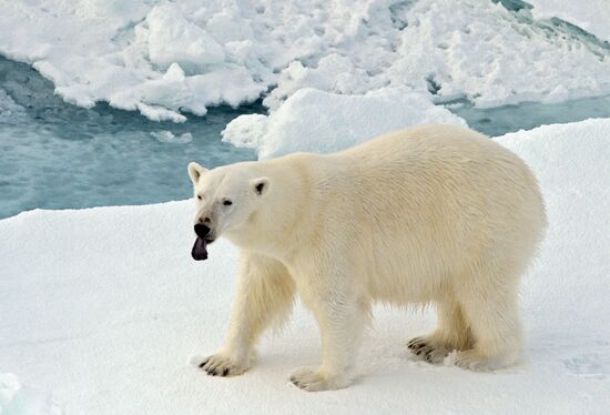 Russian Arctic National Park expedition