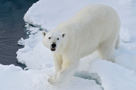Russian Arctic National Park expedition