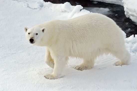 Russian Arctic National Park expedition