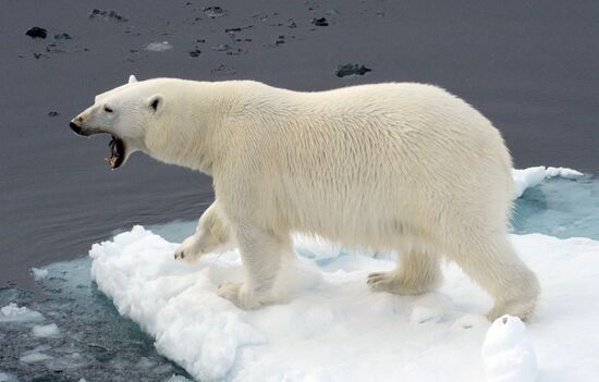 Russian Arctic National Park expedition