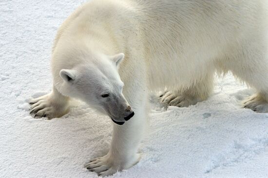 Russian Arctic National Park expedition