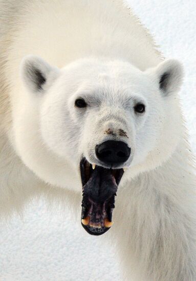 Russian Arctic National Park expedition