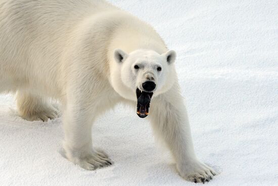 Russian Arctic National Park expedition