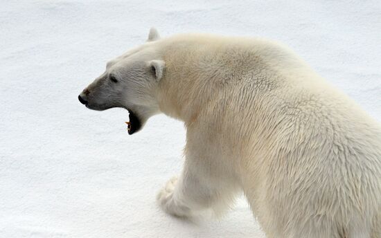 Russian Arctic National Park expedition