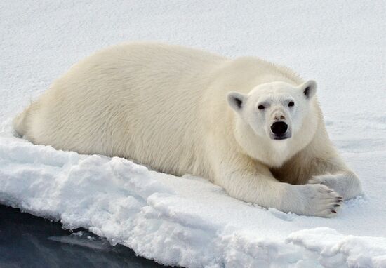 Russian Arctic National Park expedition