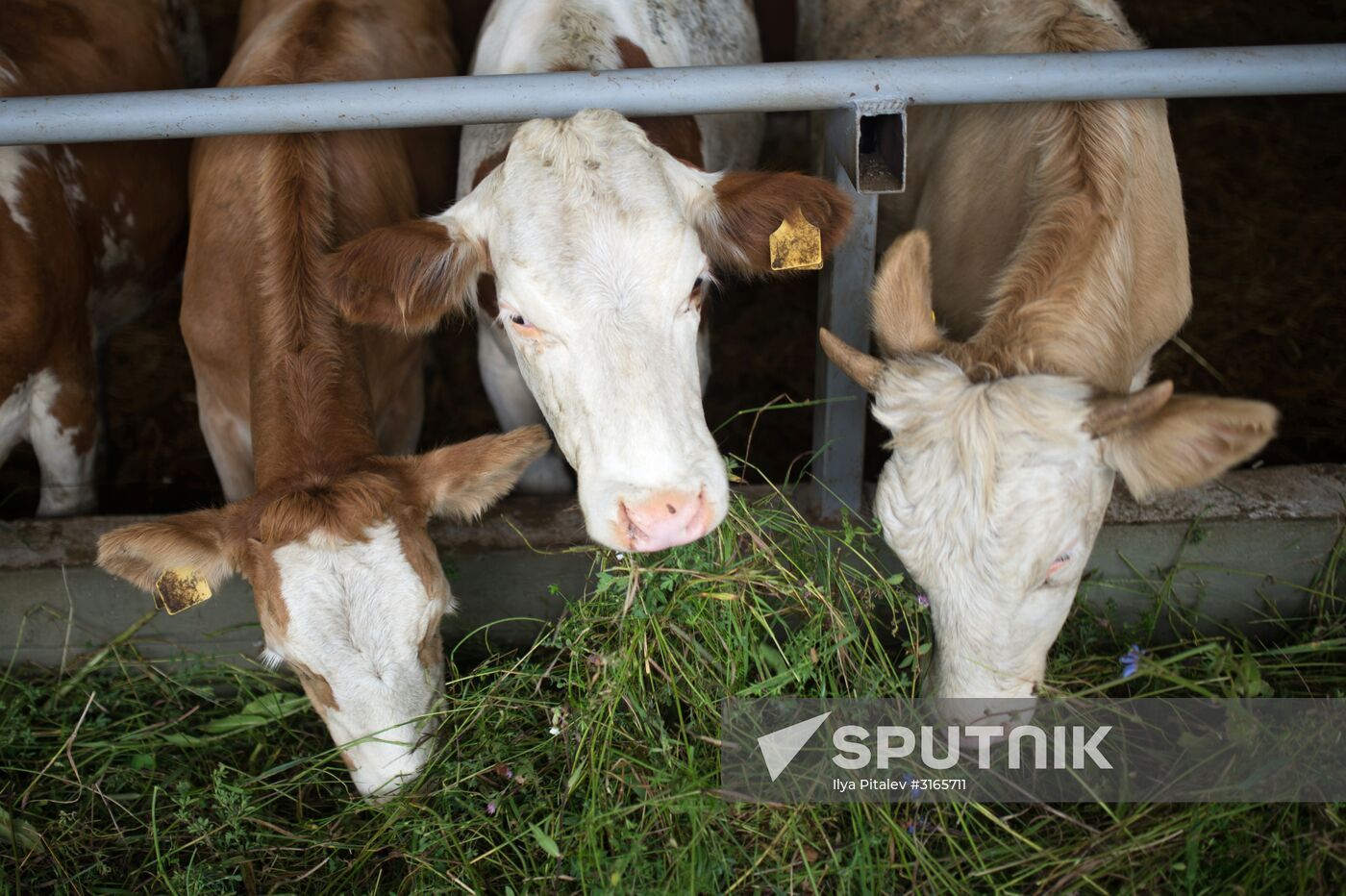 Festival of cheesemaking farmers in Moscow Region