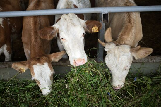 Festival of cheesemaking farmers in Moscow Region