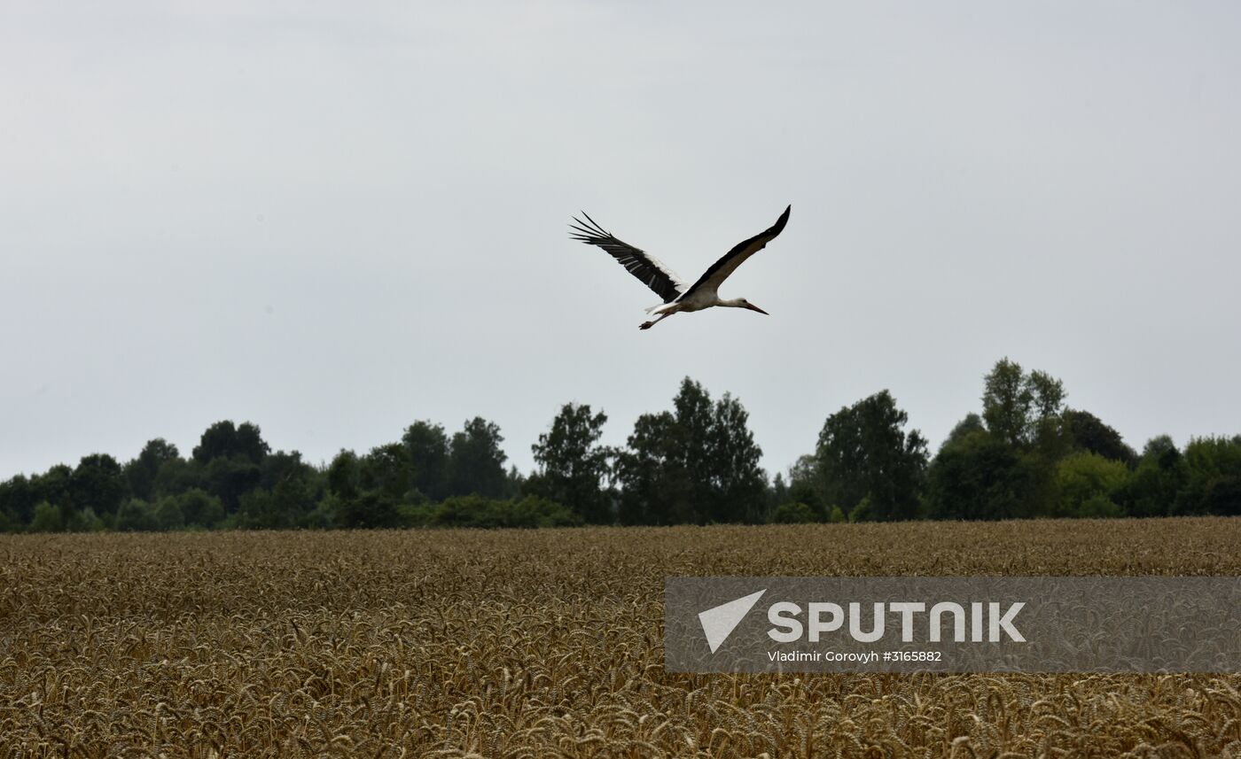 Grain harvesting in Bryansk Region