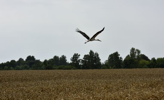 Grain harvesting in Bryansk Region