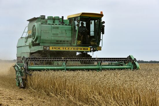 Grain harvesting in Bryansk Region