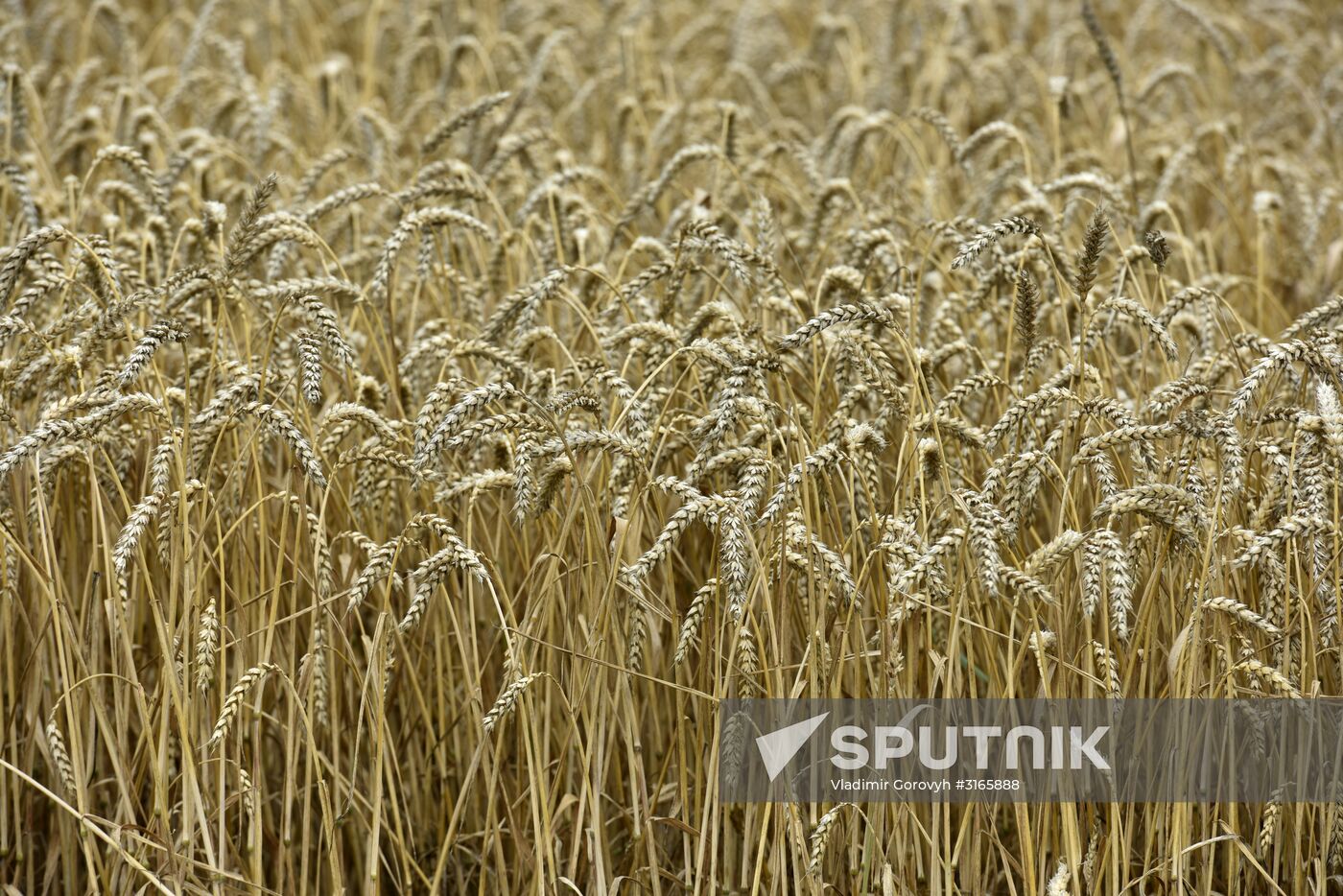 Grain harvesting in Bryansk Region